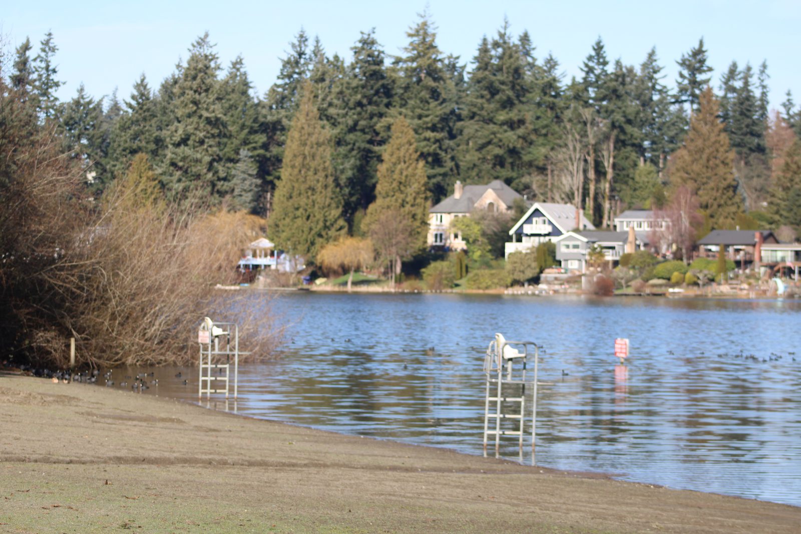 Homes lining the far shore of Steel Lake, seen from the swim beach at Steel Lake Park in Federal Way