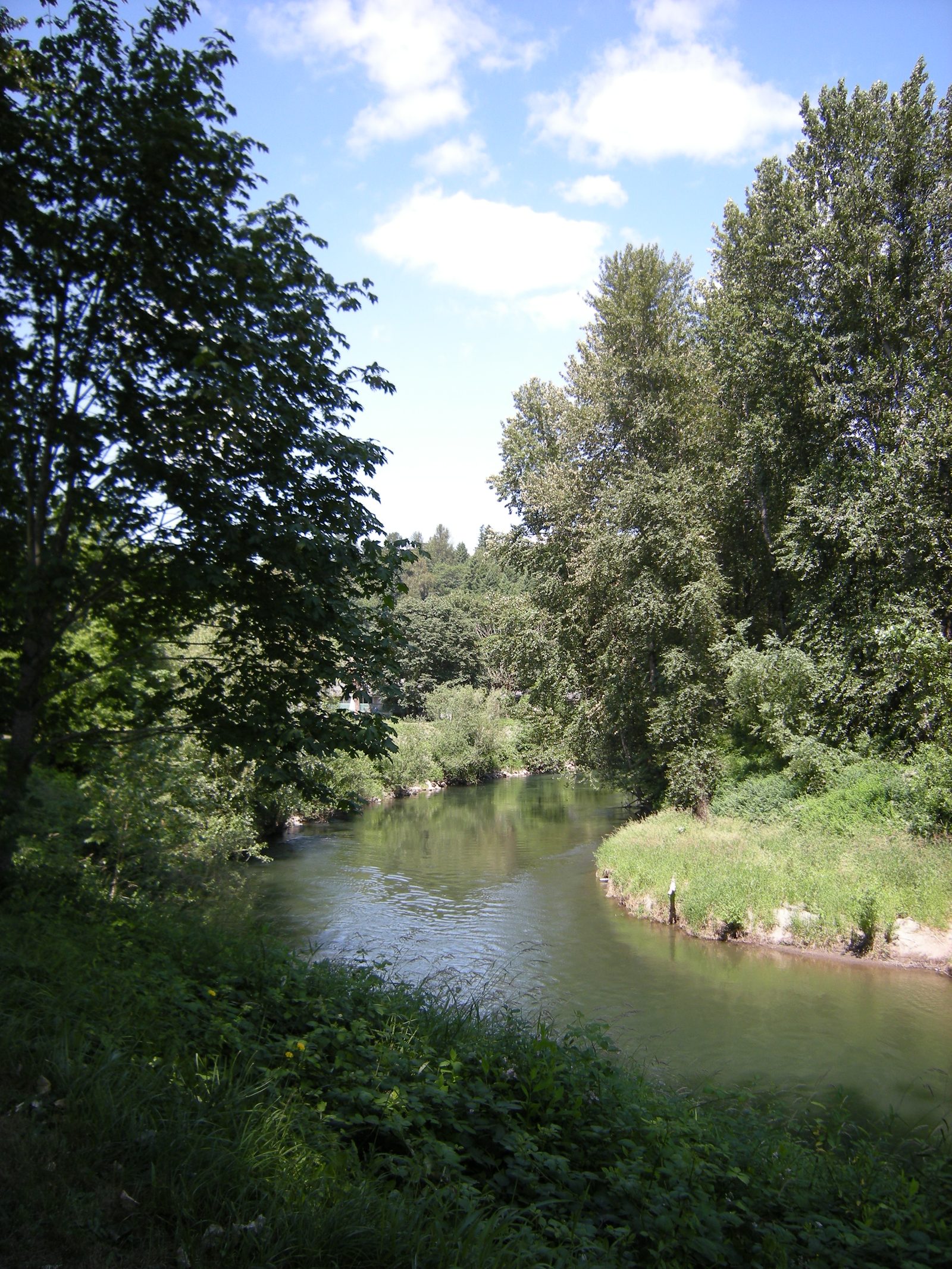 A bend in the Green River seen from the Green River Trail in Kent, tree-lined banks on both sides